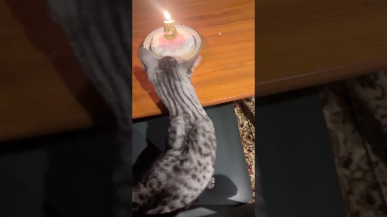 ユキオさんの5歳のお誕生日会をしました♪#癒し動画 #cat #cute #ocicat #お誕生日おめでとう #猫のいる暮らし