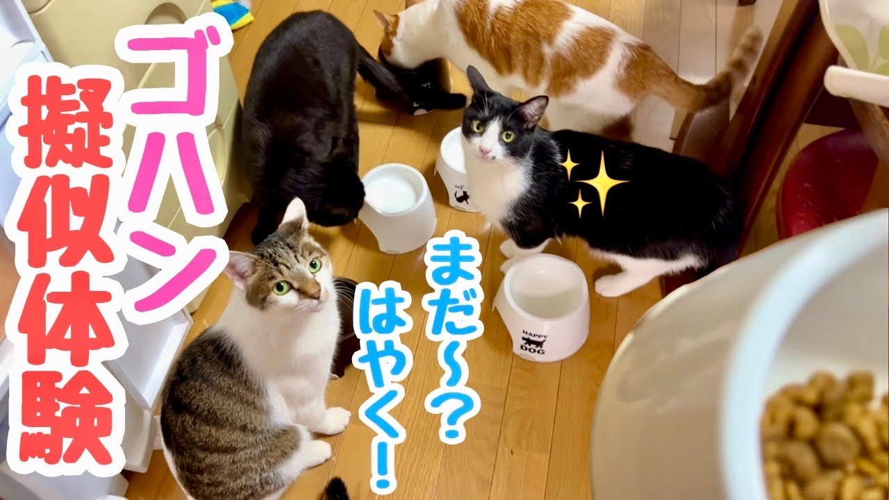 【擬似体験】猫にご飯をあげる気分になれる動画です！