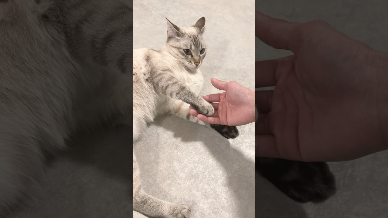 肉球触りたいマン！！　#シャムトラ #元保護猫 #シャムミックス  #cat #猫耳 #kitten  #猫耳 #siamesemix