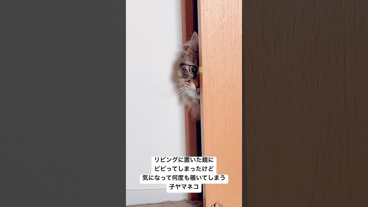 ひょっこりビビりねこたん #猫 #サイベリアン #ビビり