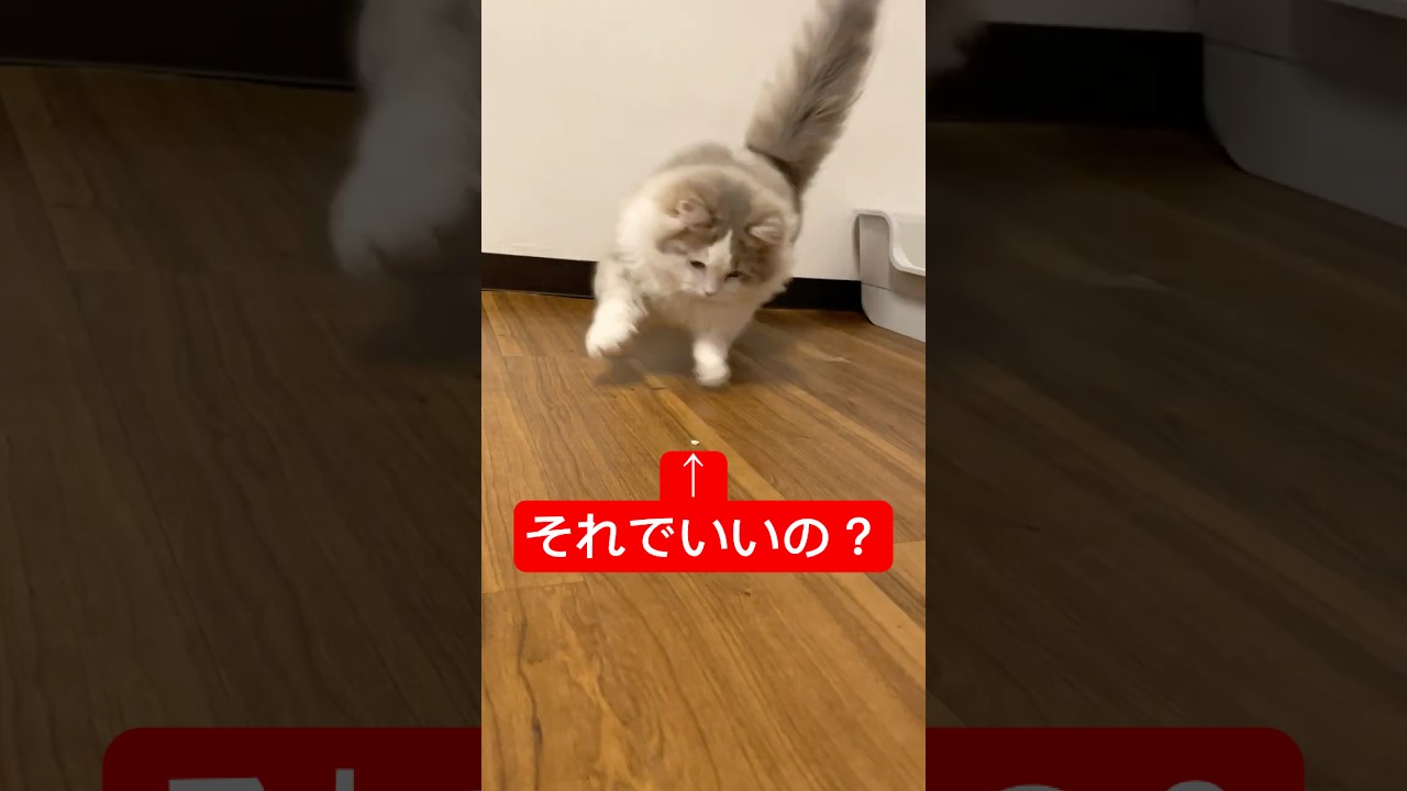 なんでもおもちゃにする短足長毛子ねこ #ねこ #猫のいる暮らし #cat