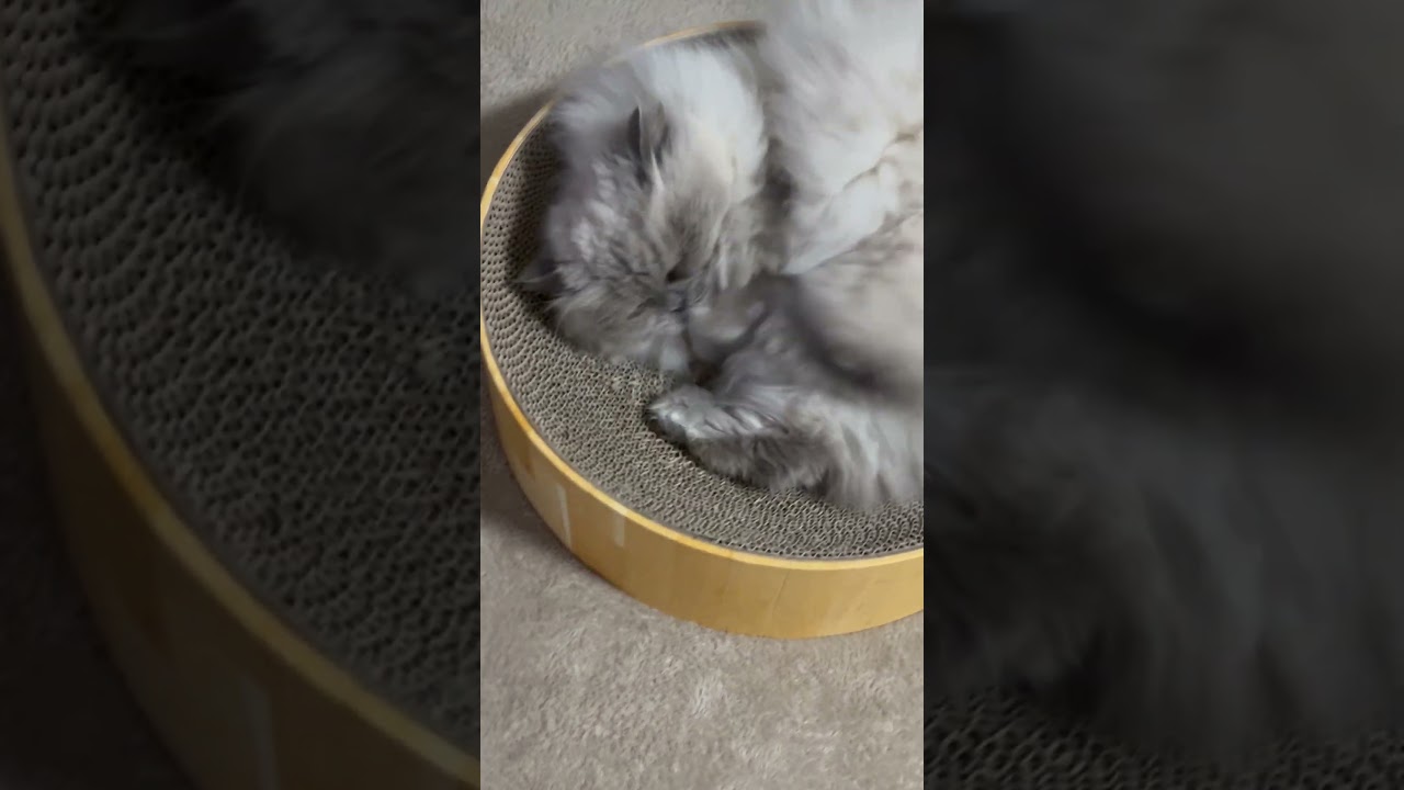 急に目覚めた?!ヒマラヤンのマーベル🐈🐾 #shorts #猫のいる暮らし #cat #cutecat #funny #猫好きさんと繋がりたい