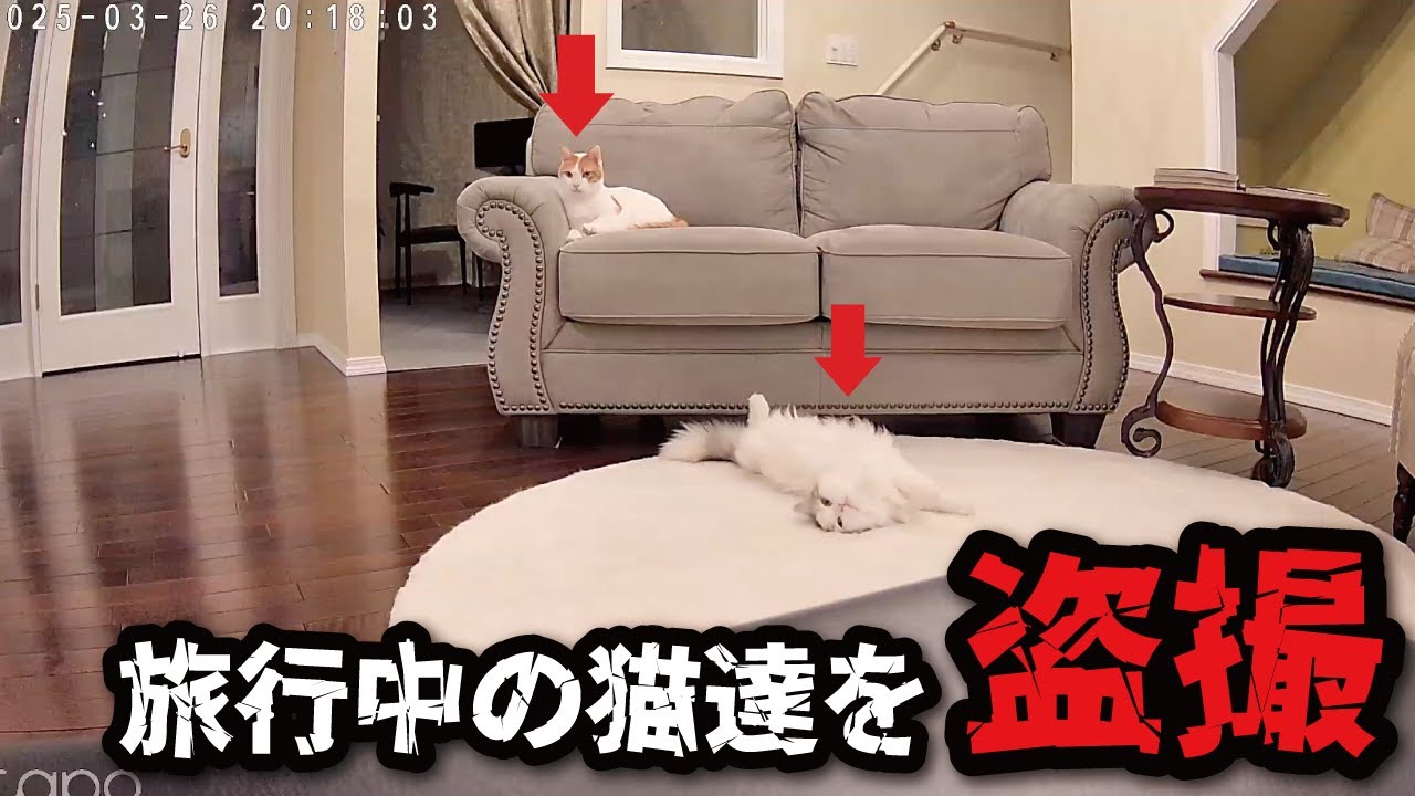 猫たちを置いて旅行に行って監視カメラで盗撮してみたらなんと…【関西弁でしゃべる猫】【猫アテレコ】