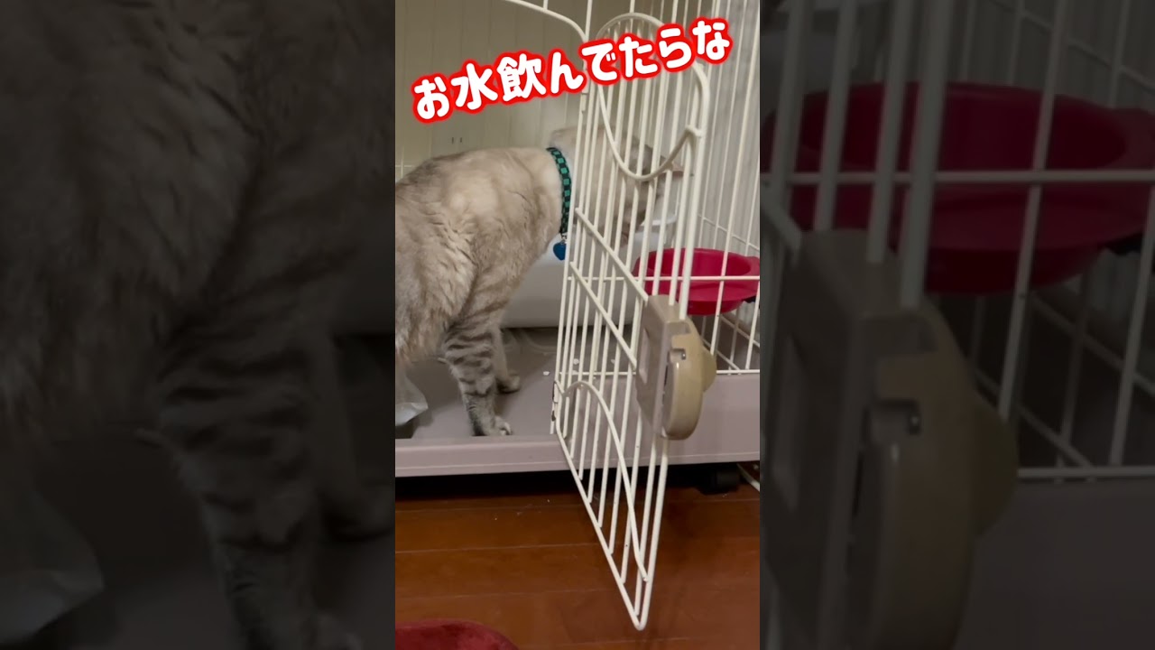 寝てる時に寝てんの？ってなんで聞くの？😹　#猫のいる暮らし #ねこ #ねこ動画 #寝てる