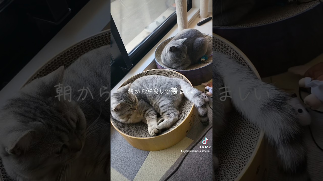 仲良し二匹