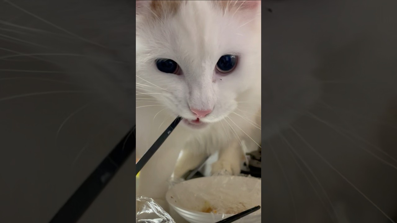 箸を噛み締める大白猫 #shorts #cat          #猫 #ラガマフィン