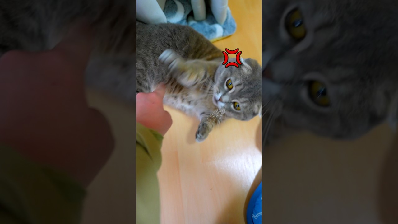 🍗🍌🐱💢　#cat