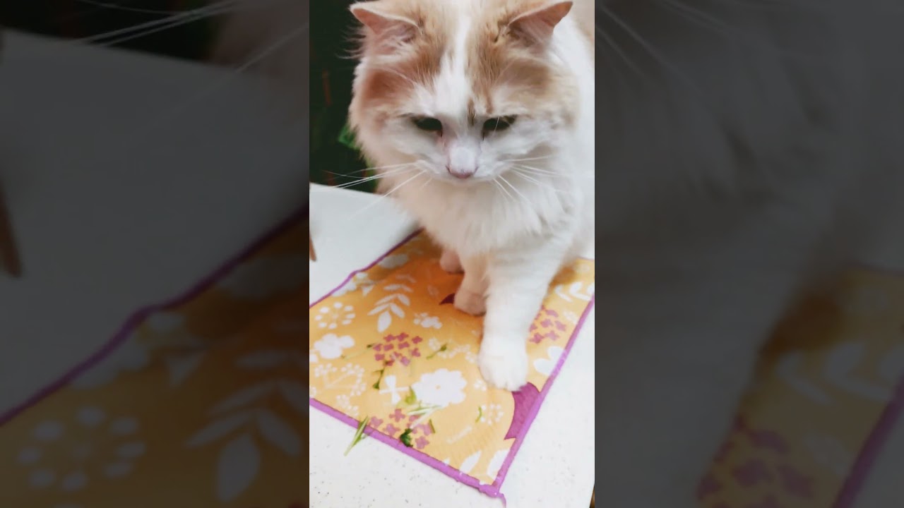 猫草より水菜が好き過ぎる猫#ラガマフィン