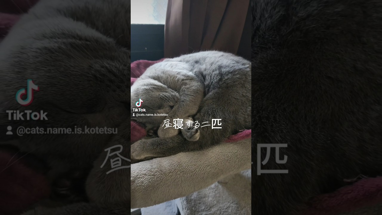 猫の寝顔に癒される