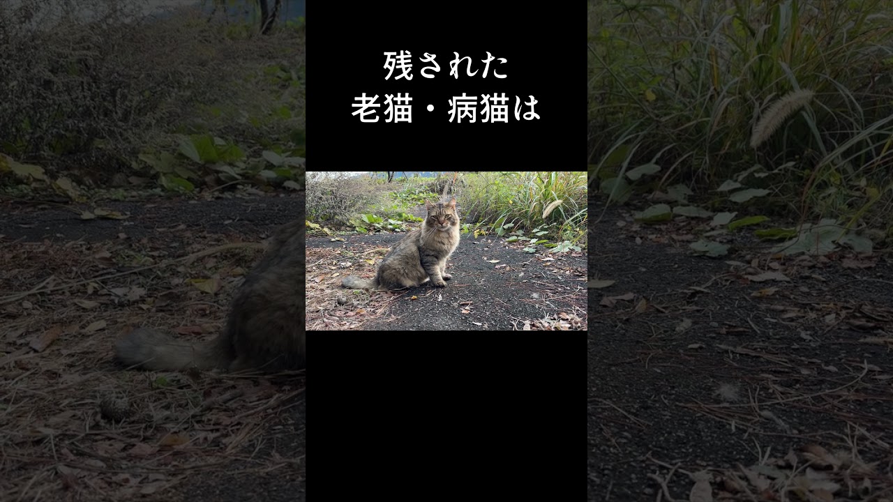 山に捨てられた地域猫 友が去った後   #保護猫 #ネコ ＃ #地域猫