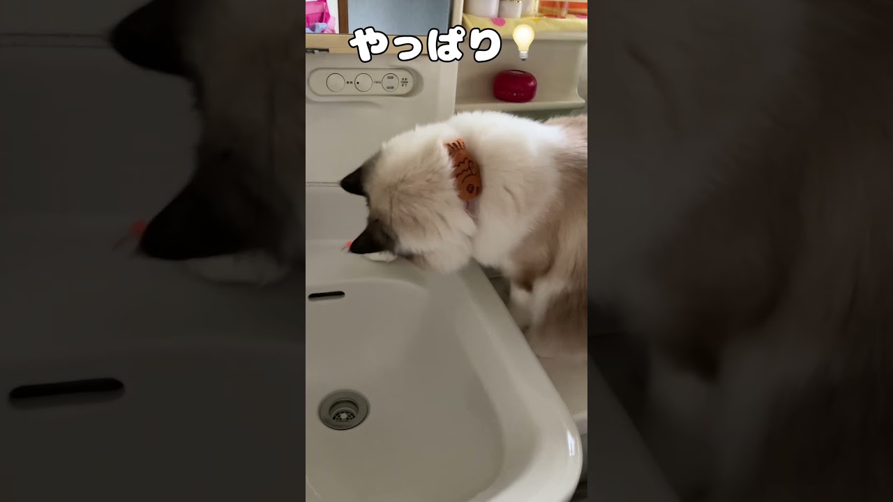 犯行の一部始終を捉えました。　#猫  #cat  #ラグドール