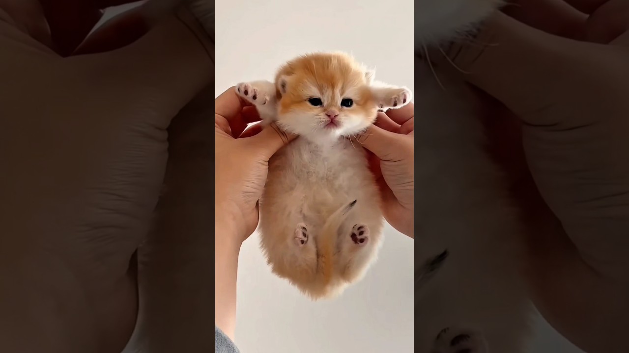 子猫のドタバタ劇！思わず笑っちゃうかわいさ！ 아기 고양이의 좌충우돌! 저절로 웃음 나오는 귀여움!