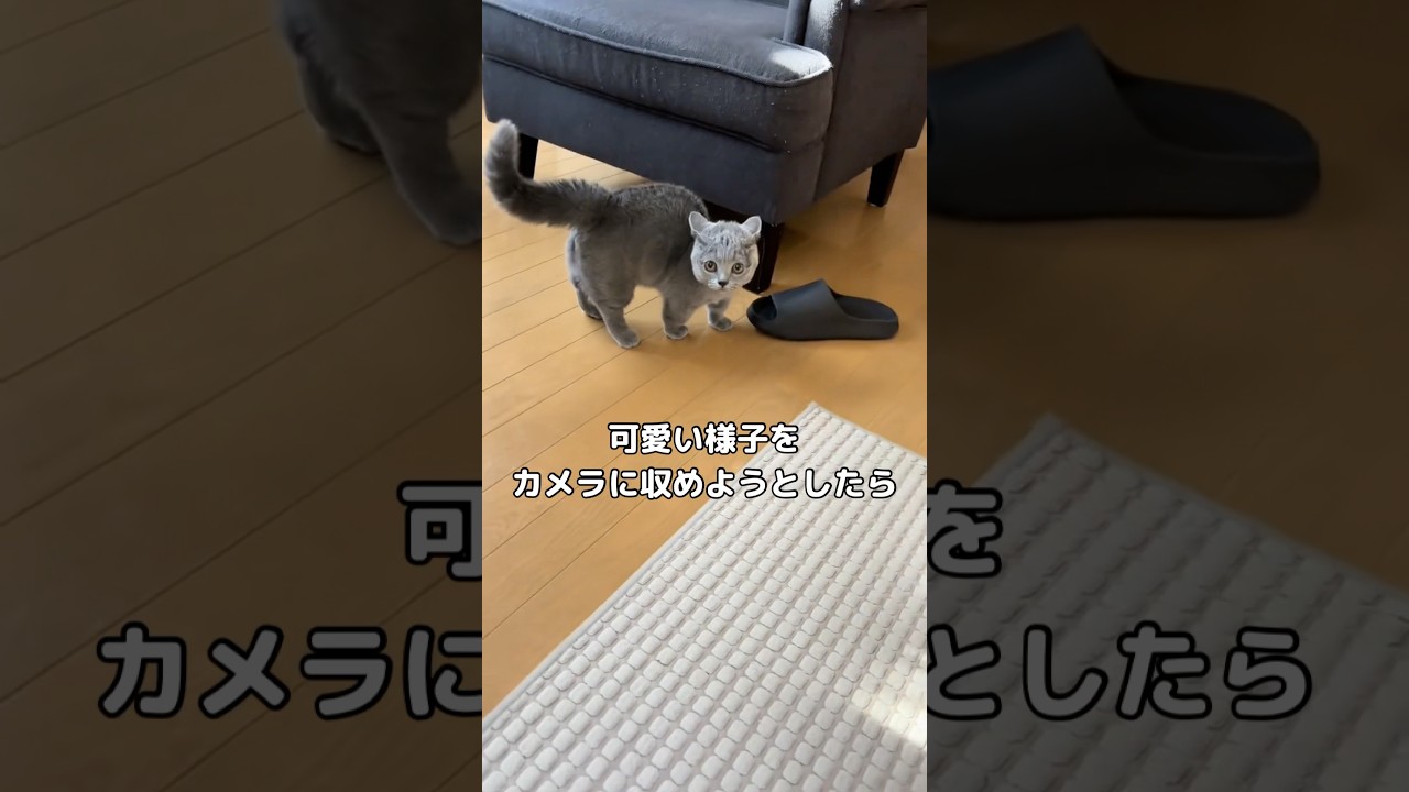 可愛い様子をカメラに収めたい一心で猫にカメラを向けたらめちゃくちゃやんのかされた #ブリティッシュショートヘア #マンチカン #shorts