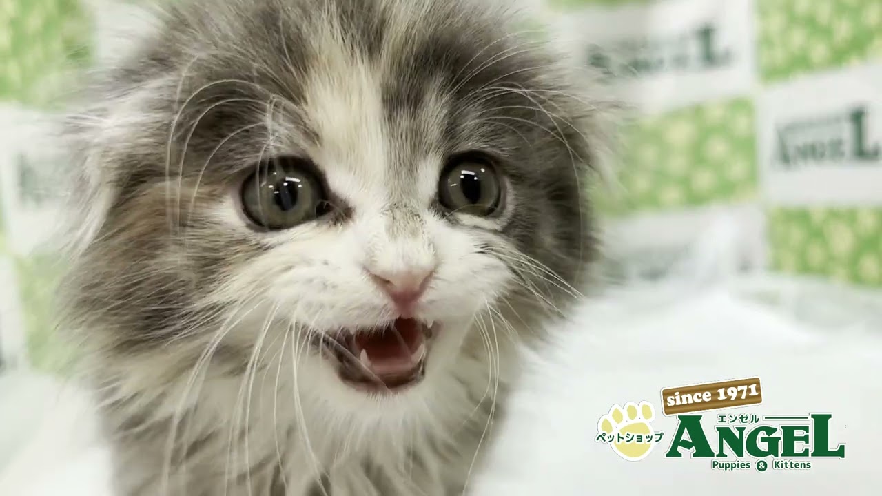 スコティッシュフォールド 2503224 【ペットショップエンゼル　子犬・子猫販売】
