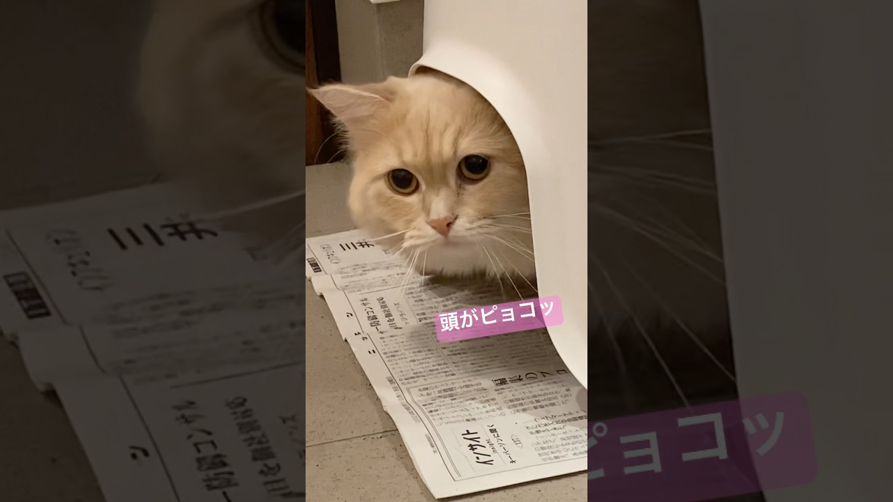 今日のりんちゃん　#かわいい猫 #猫 #shorts #サイベリアン