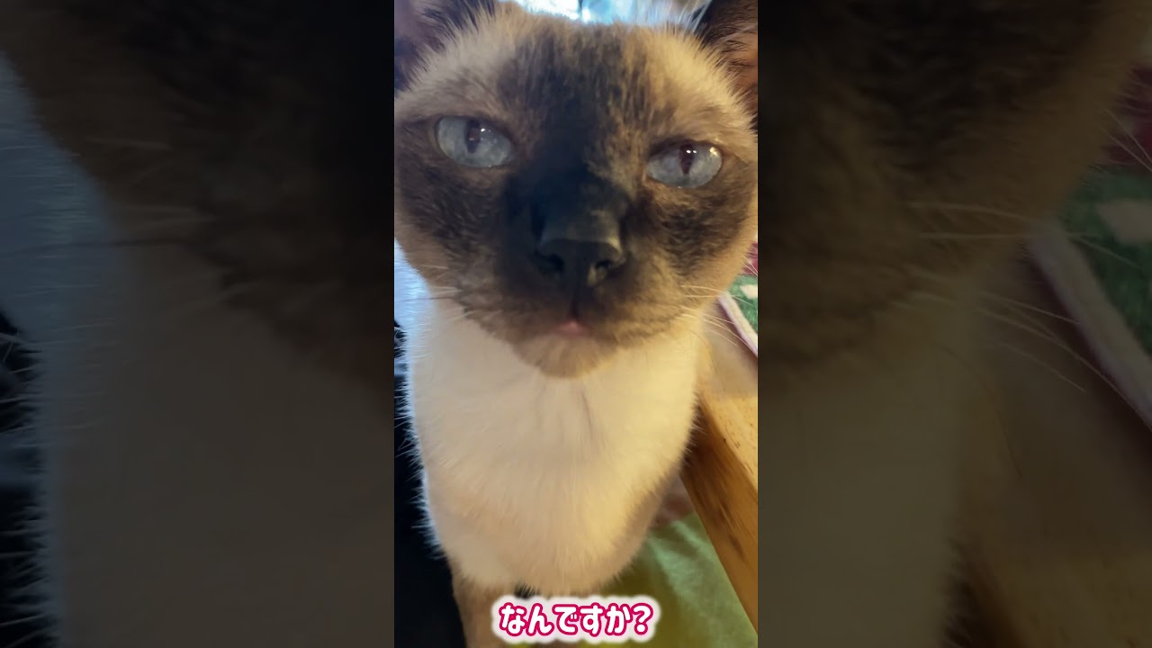 シャム猫ムーン🌙チャンネル・目が物を言うムンちゃん  #しゃむねこ #siamese #cat