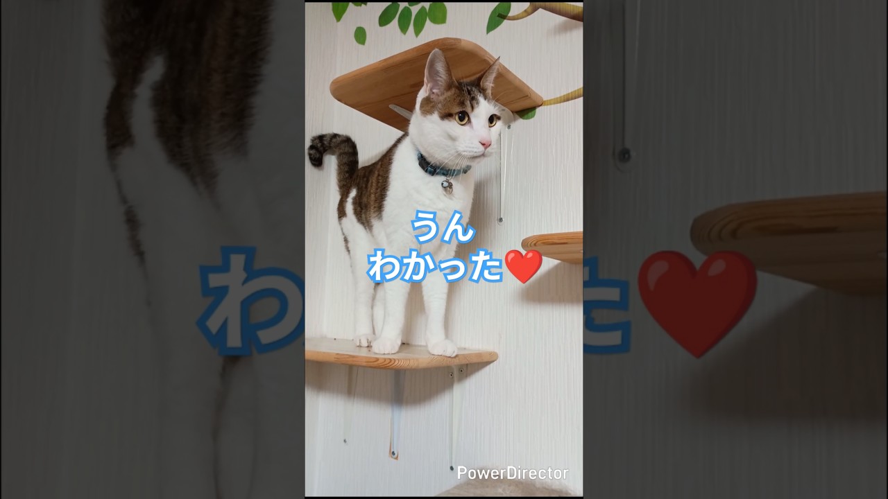 パパはチョロいと教えてくれるクロネコ#shorts #三毛猫 #保護猫 #猫のいる暮らし #猫好きさんと繋がりたい #cute #ねこ