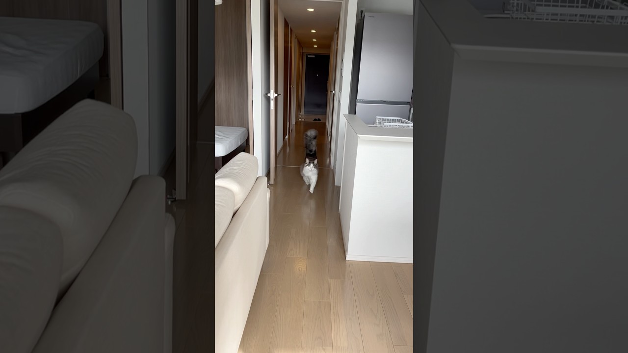 おやつと聞きルンルンで駆け寄ってくる猫【メインクーン】#shorts #cat #ねこ