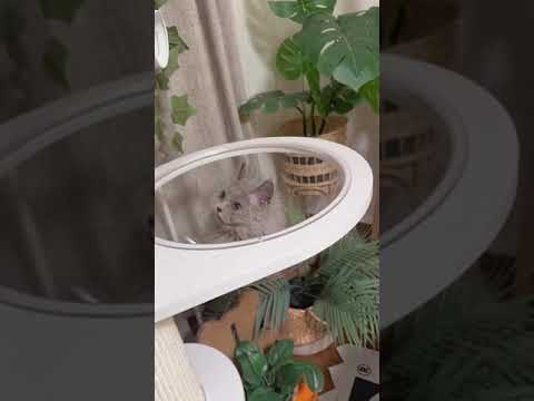 セルカークレックス かっこいい長巻き毛👩‍🦱頭でか🤣　毛色：ブルー