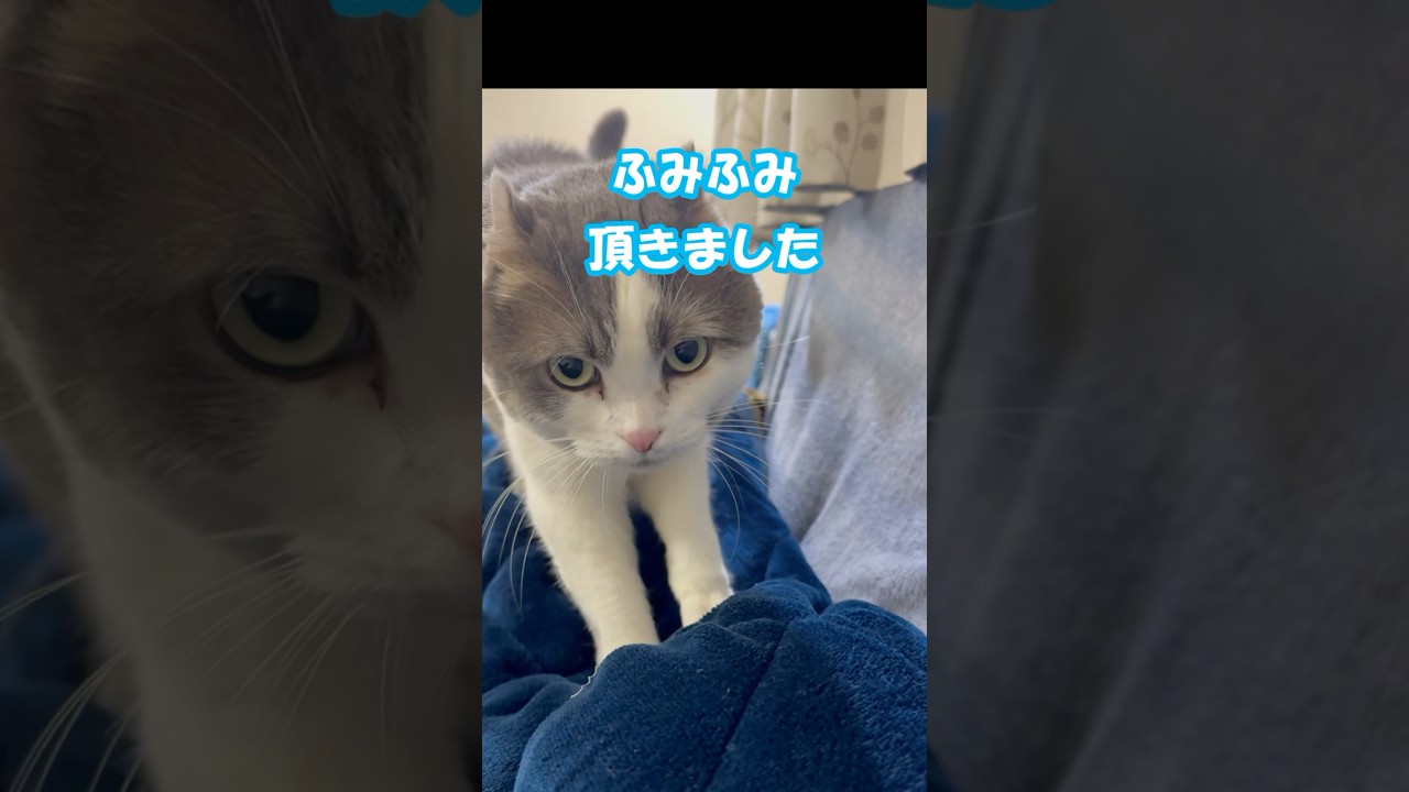 ふみふみ♪ #ミント君 #猫 #アメリカンカール
