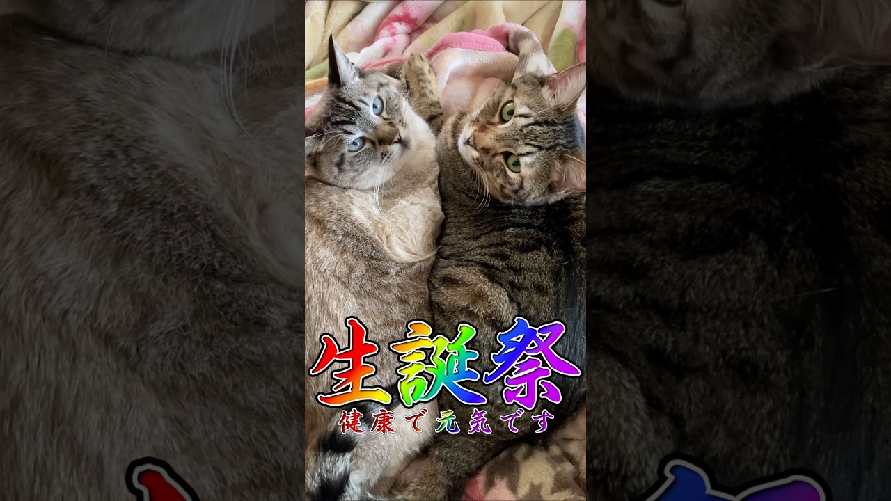 生まれた時108グラムの子猫が5キロに成長するまで