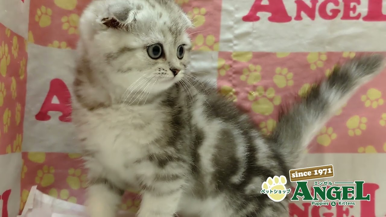 スコティッシュフォールド 2504002 【ペットショップエンゼル　子犬・子猫販売】