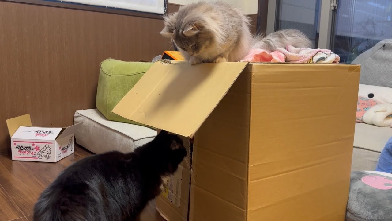 ダンボールの中身が気になる猫　ラガマフィン　サイベリアンA cat curious about what's inside a cardboard box. Ragamuffin. Siberian