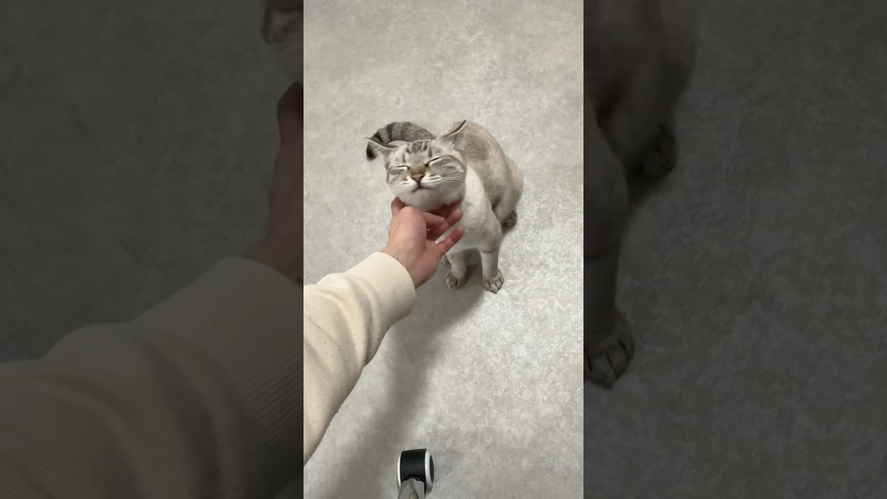 満足してくれたみたいです　#シャムトラ #元保護猫 #シャムミックス  #cat #猫耳 #kitten  #猫耳 #siamesemix