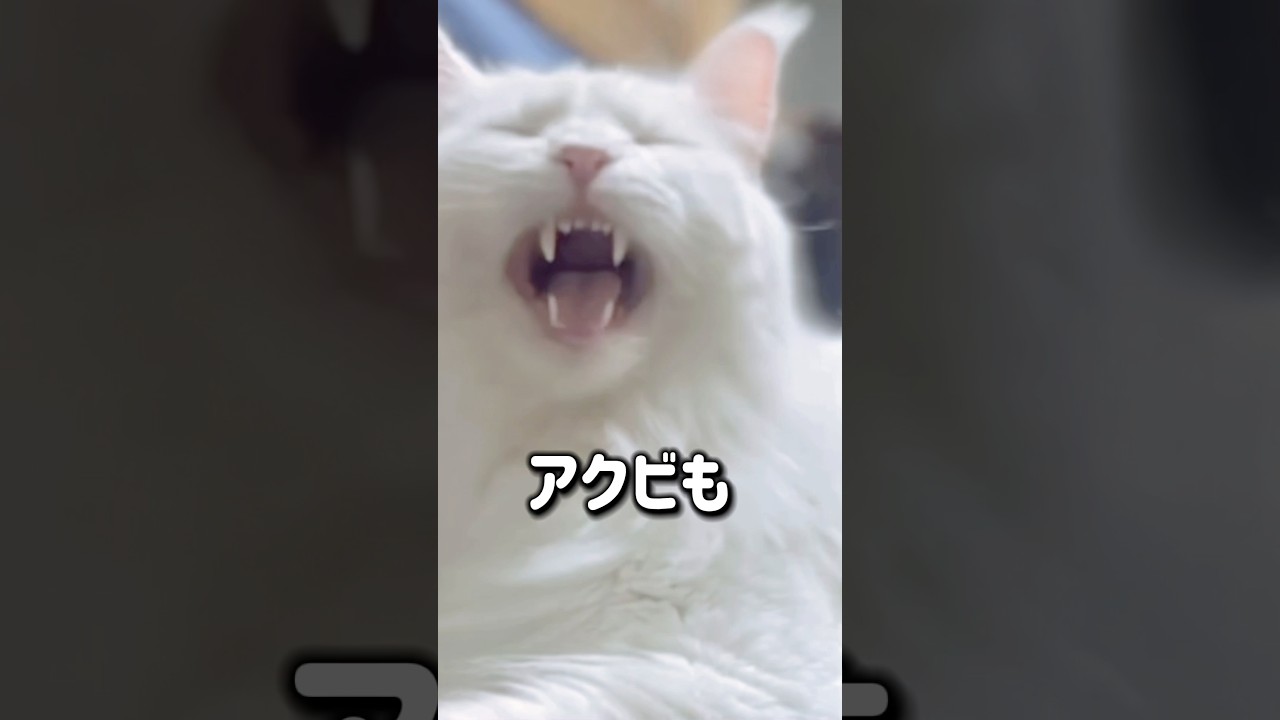 いいじゃん#shorts #メインクーン#サイベリアン