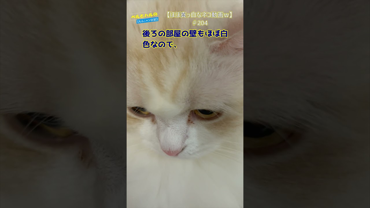 【ほぼ真っ白なネコどうがｗ】（204）＃cat＃セルカークレックス＃モフモフ＃ねこ＃長毛＃白猫