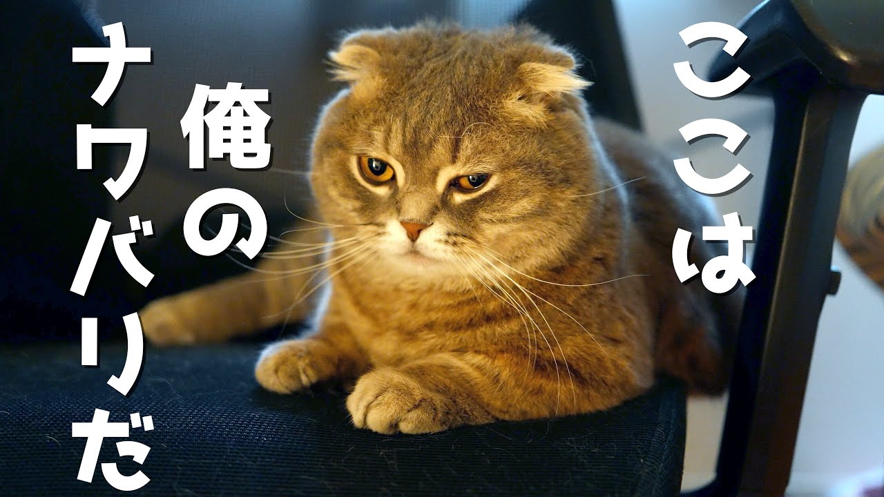 猫との縄張り争いに負けてこうなりました....笑
