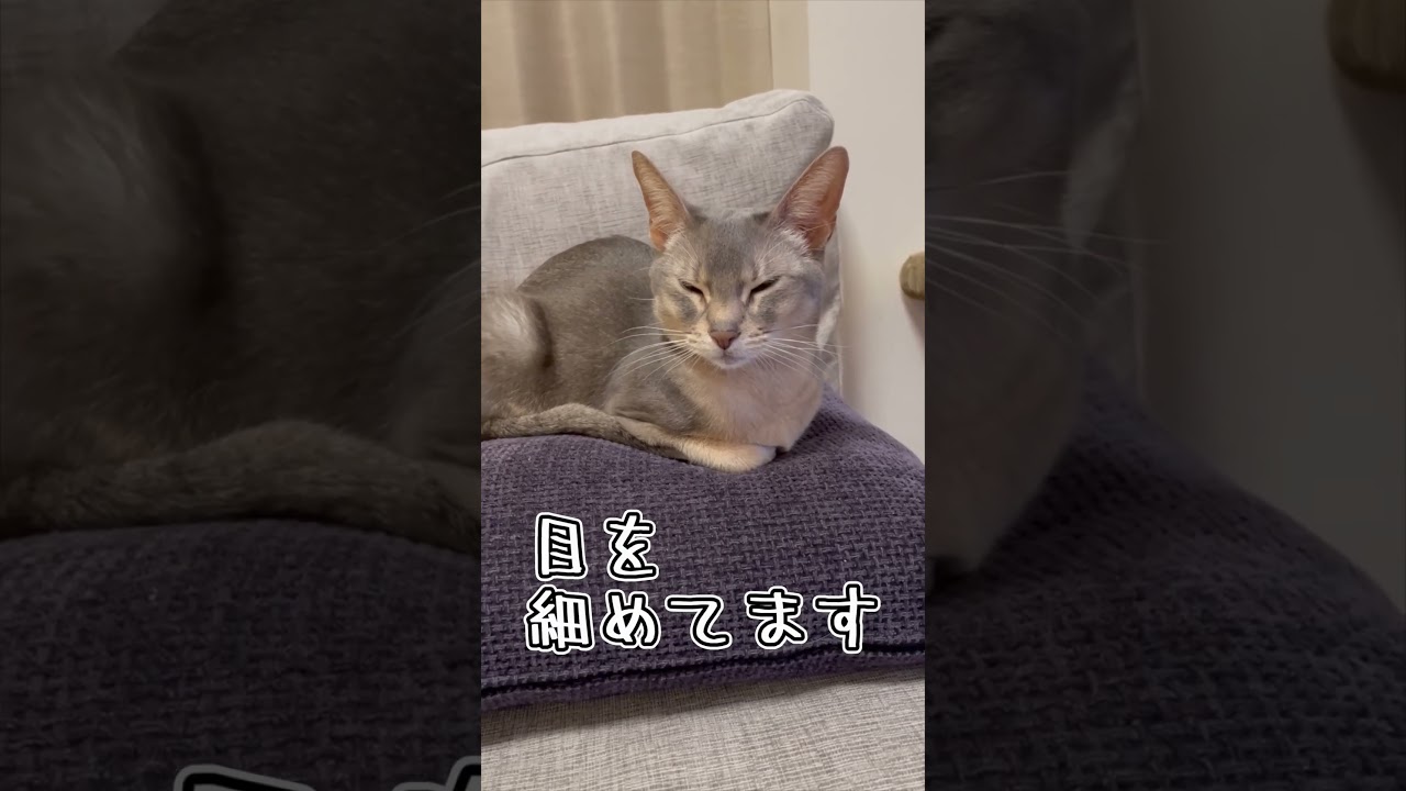 アビシニアンとは その44 クッション大好き猫 #shorts #猫 #アビシニアン