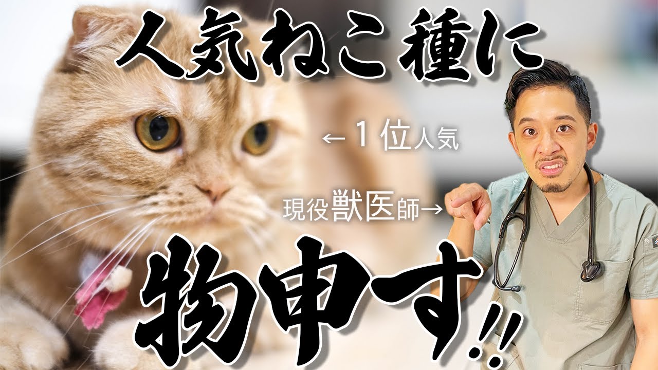 【人気ねこ種トップ10】病気、性格、飼いやすさなど獣医師が忖度無しでケチをつけていきます