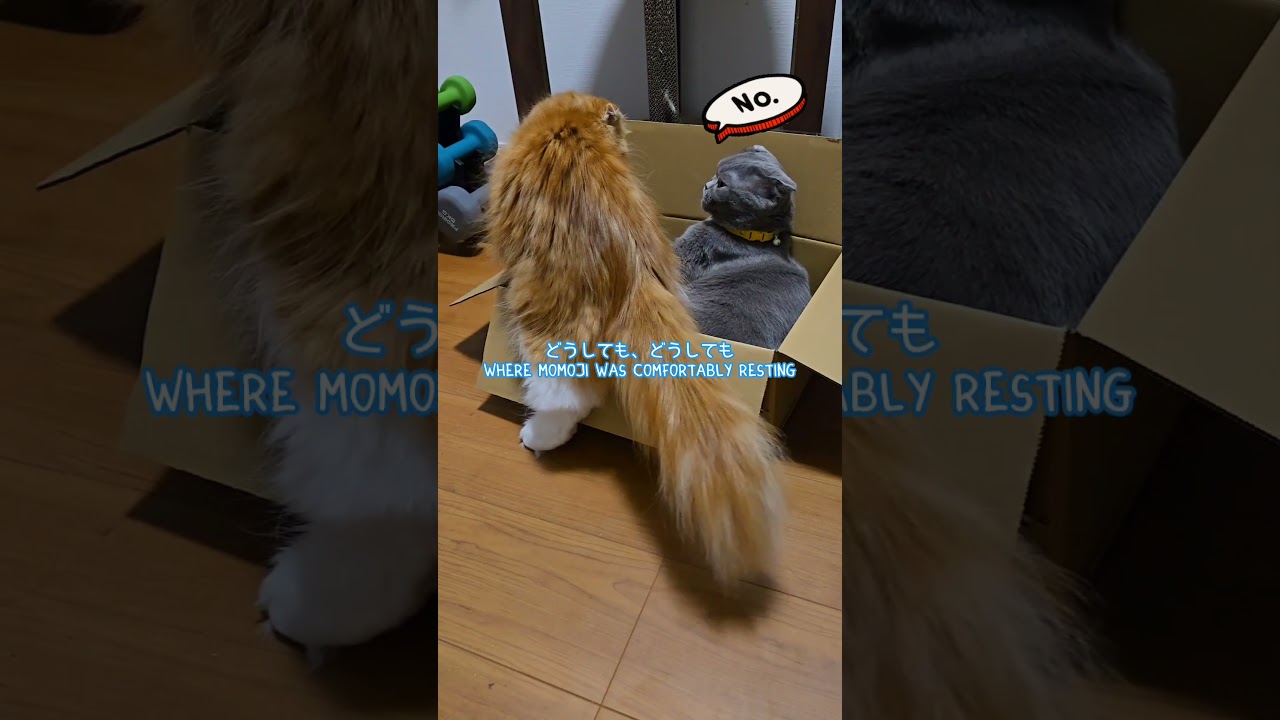 困った弟猫 troublesome little brother #猫 #ねこ #ネコ #猫のいる暮らし #shorts #short #cat #cats #スコティッシュフォールド