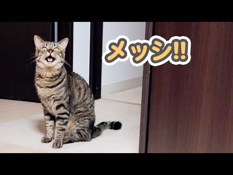 「ご飯をよこせ!!」としゃべって要求する、うちの猫 #Shorts