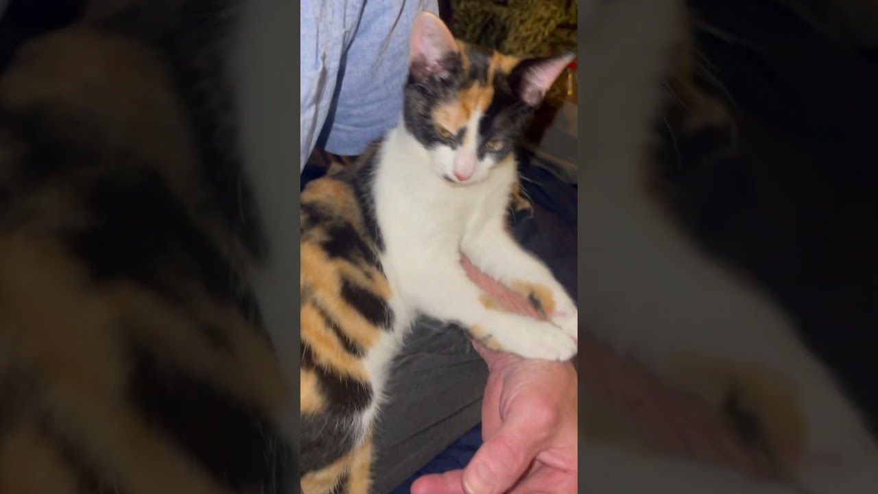 Kitten Bi Bi Manx… #cat #kitten #kitty #catlover #pets#manx #manxcat #water
