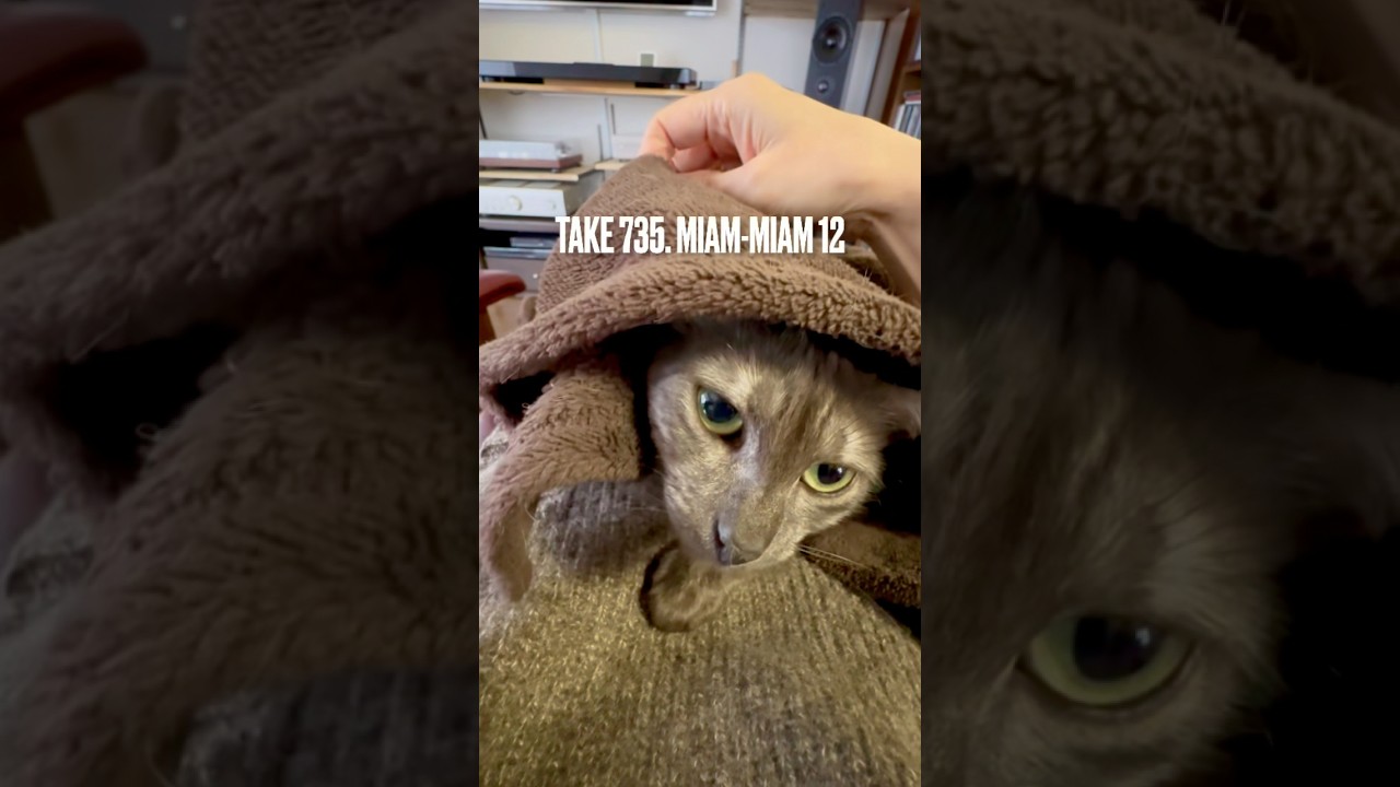 #うまうま #miammiam の時間だけど、まだこうして #ぬくぬく 寝ていたいにゃ❗️#食いしん坊猫 が珍しく #egyptianmaucat #エジプシャンマウの仲間たち #shorts