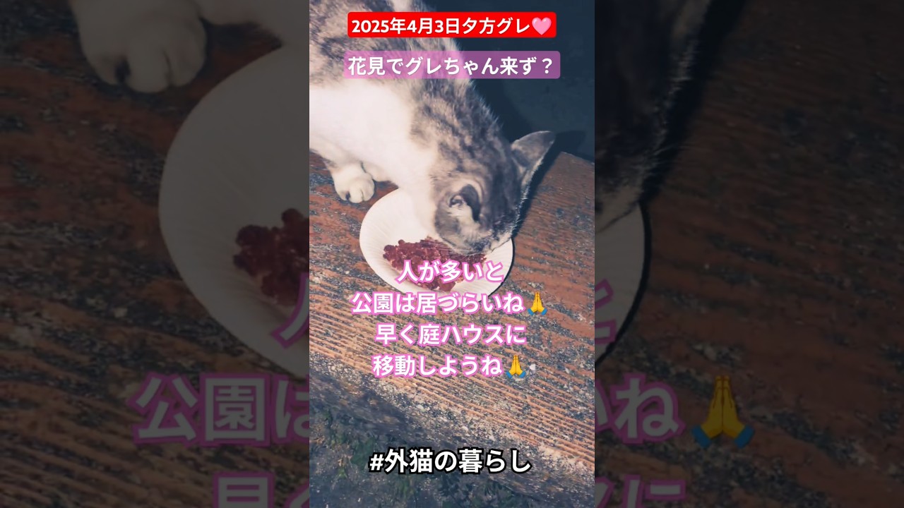 【2025年4月3日夕方グレ🩷】花見でグレちゃん来ず？#外猫の暮らし
