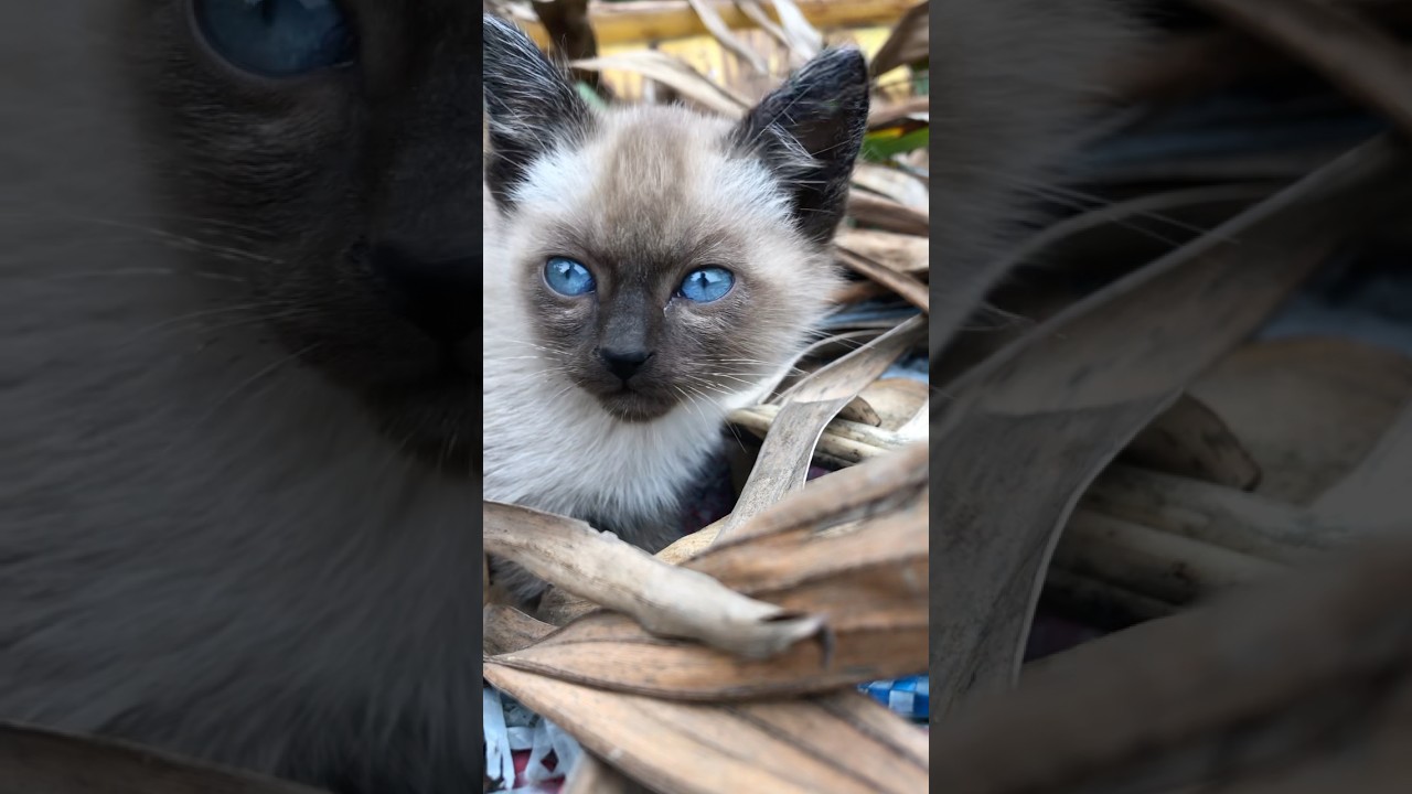 かわいいシャム猫#面白い動物 ＃面白い動画 #かわいい猫 #かわいい動物たち #かわいい犬 #猫 #犬 #動物 #子猫＃アヒル#アヒルの子#かわいいアヒル#かわいいアヒルの子