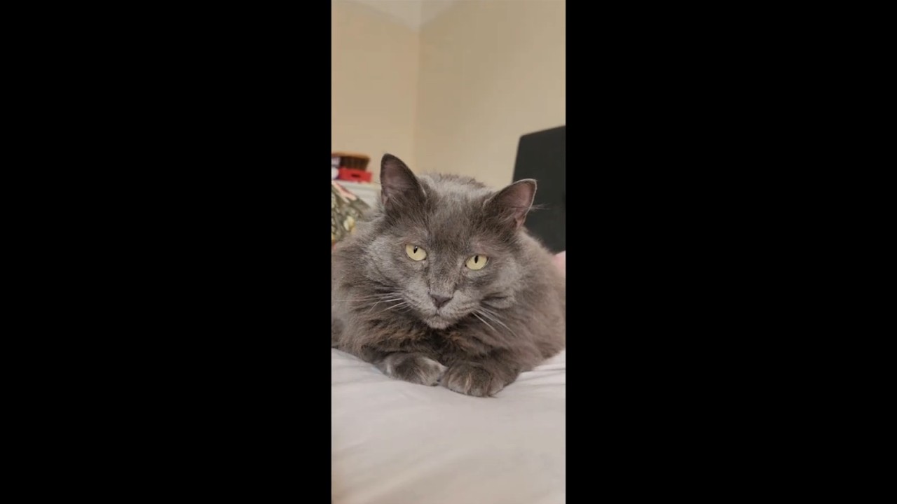 Am I a Pretty Kitty? #russianbluecats