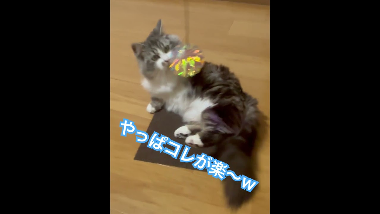 新しいおもちゃ❤︎ #マンチカン #マンチカン長毛 #munchkin #cat #短足リオン #猫のいる暮らし #munchkinfold #ねこ #猫好きさんと繋がりたい #猫のいる生活 #子猫