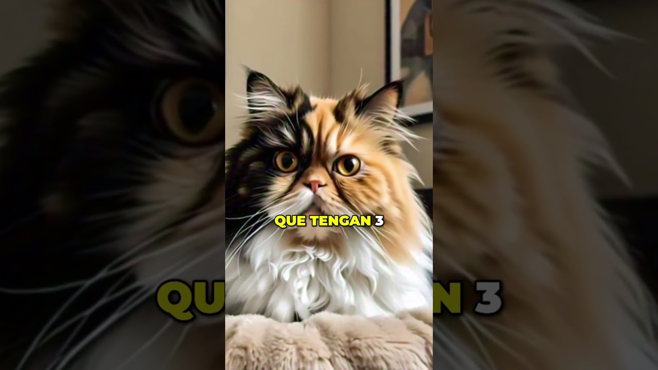 ¡El MISTERIO de los Gatos Calicó!