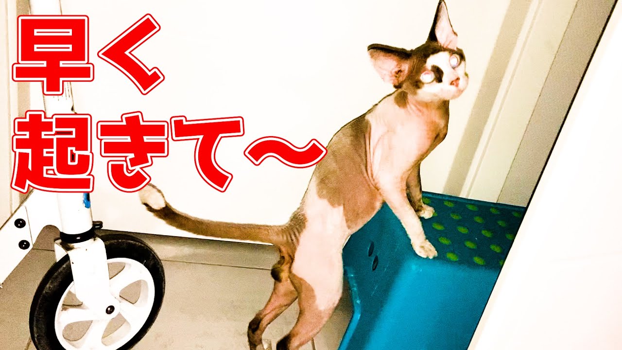 160:子供の起床を待つスフィンクス猫