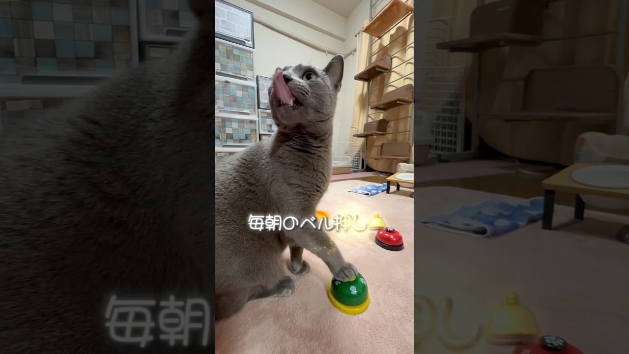 【ロシアンブルー】めろん♡おねだりベル🛎️今朝はこんな感じ🤭【猫】#shorts