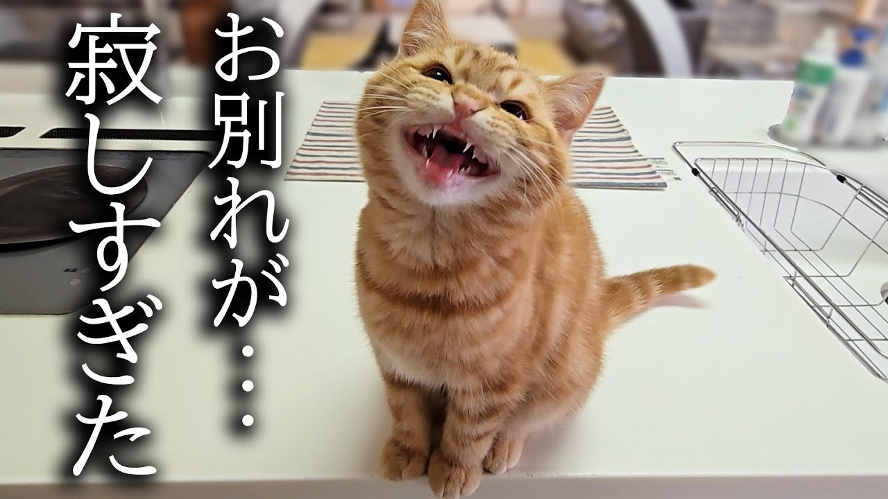 「お兄ちゃんどこ!?」必死で探す犬と子猫に涙…別れが寂しすぎた日