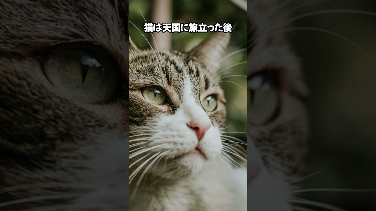 猫が魚を好きな理由🐱🐟🤍 #cat #ねこのいる幸せ #ねこ大好き #猫のいる暮らし #猫のいる生活 #猫動画