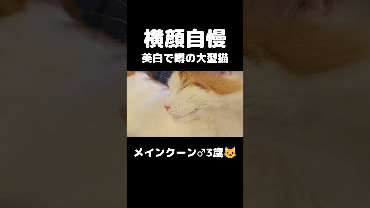 毛深いけど😅 #猫のいる暮らし #猫 #メインクーン