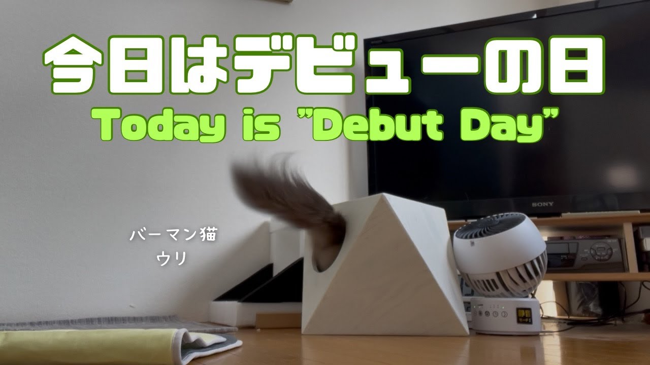 バーマン猫ラフとウリ【今日はデビューの日】Today is "Debut Day"（バーマン猫）Birman/Cat