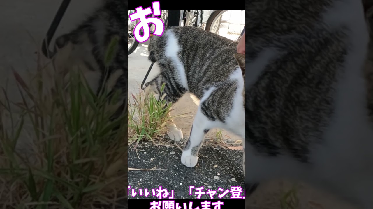 猫」「CAT & PEACE」 #cat #straycat #ねこ動画 #ねこ #猫動画　#猫好きさんと繋がりたい