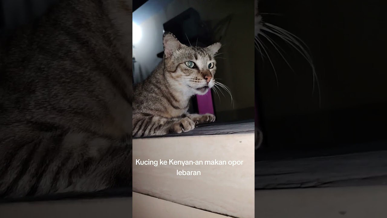 cat full of eat after eat too muchhh #cat #cute #catman #catperson #cats #shorts #shortvideo #reels